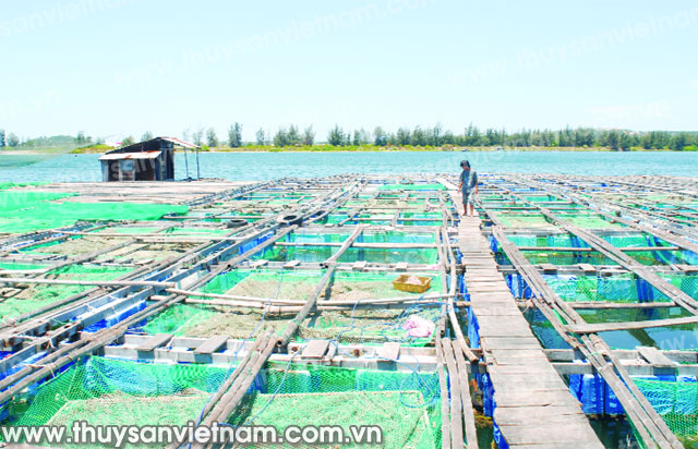 Đẩy mạnh nuôi cá bóp trong lồng bè ở Cà Mau