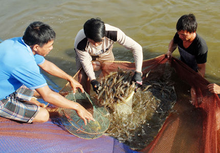 Kiên giang phát triển giống tôm