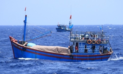 Ngư dân trúng mẻ cá bè xước, có giá trị lớn