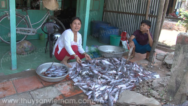 Cá chết hàng loạt ở Đồng Tháp