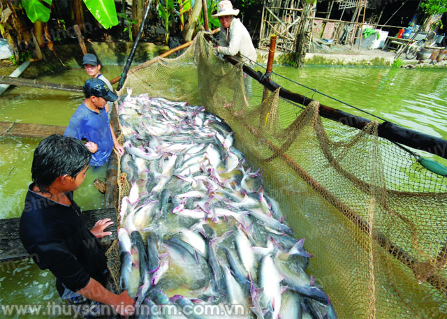 Xuất khẩu cá tra sang Trung Quốc năm 2016 đạt 305 triệu USD