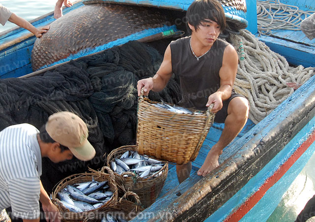ngư dân trúng đậm cá nục