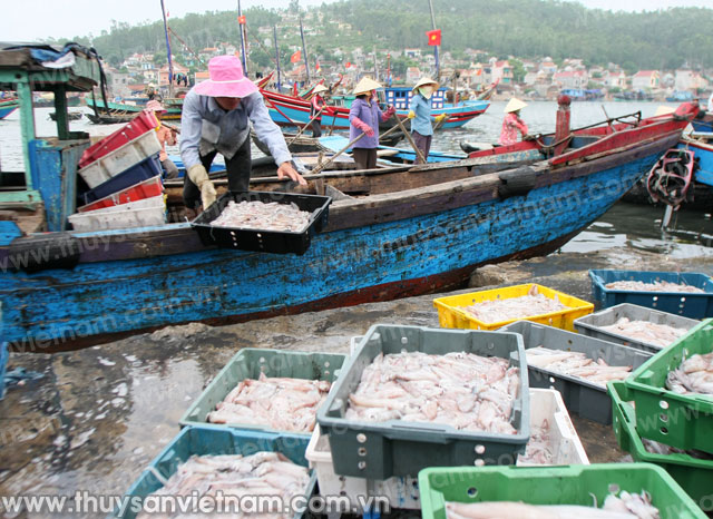 tàu đầy ắp mực tươi