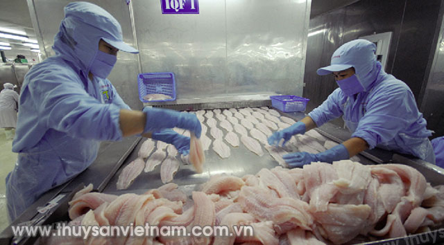 Hoạt động xuất khẩu cá tra sang thị trường Mỹ