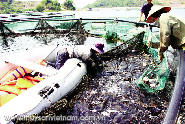 Khai thác thủy sản của huyện Đầm Hà không đạt so kế hoạch đề ra
