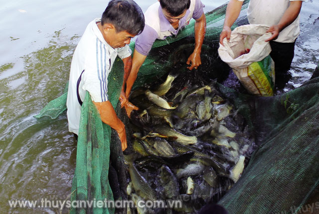 Sau 8 tháng, cá có thể thu hoạch   Ảnh: Diệp Thanh
