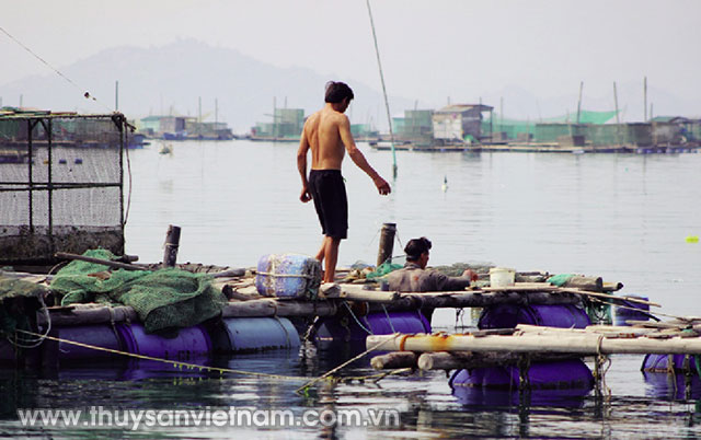 Tôm hùm nuôi chết hàng loạt gây thiệt hại lớn cho người dân