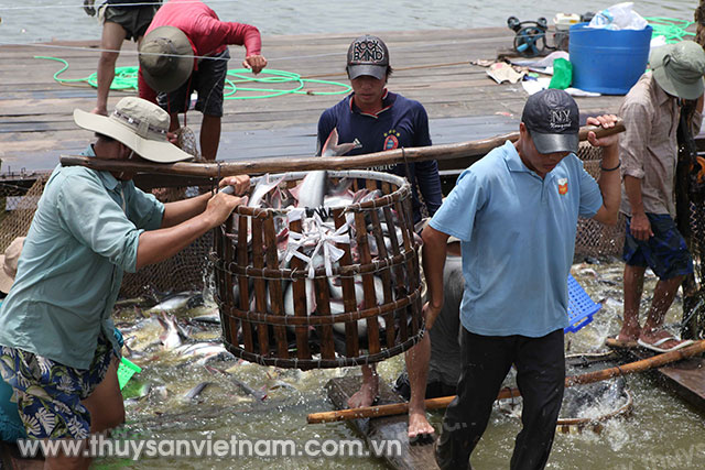 Giá cá tra nguyên liệu tại ĐBSCL trong tháng 7 khá ổn định