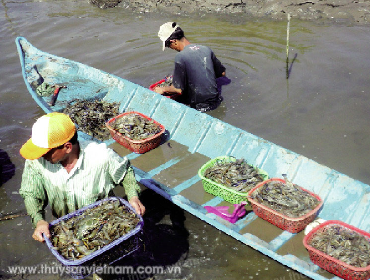 Nông dân thu hoạch tôm càng xanh     Ảnh: TL 