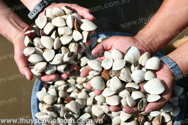 nghêu mất giá