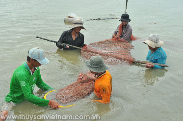 thu hoạch tôm bạc liêu