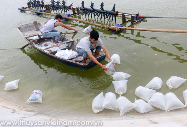 thả tôm nuôi nghệ an