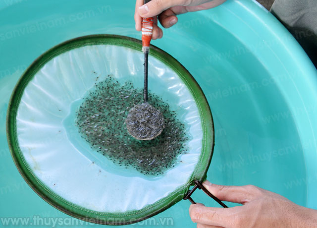 khách hàng nam miền trung thu tiền tỷ từ tôm