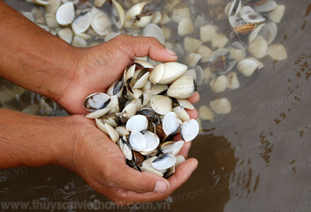 nghêu chết