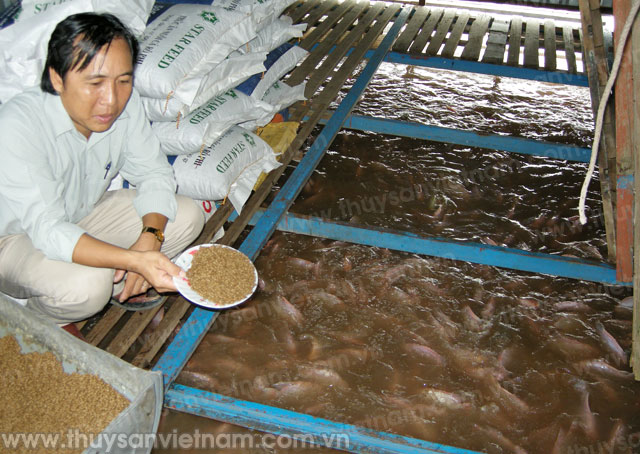 nuôi cá điêu hồng trong lồng nuôi cá điêu hồng trong lồng