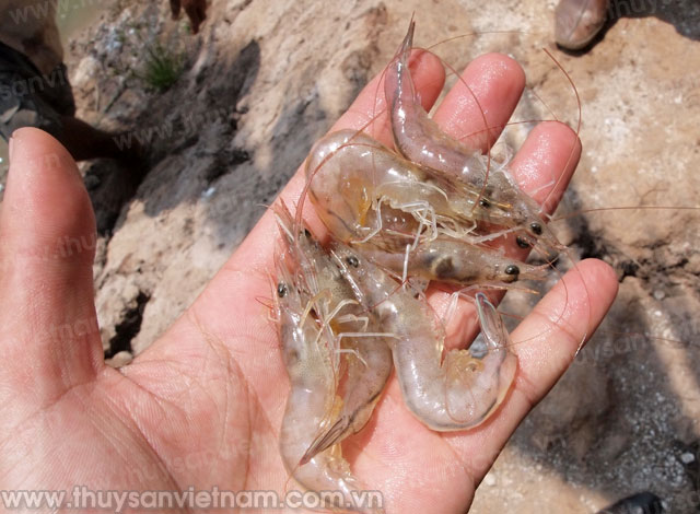 tôm thiệt hại long an