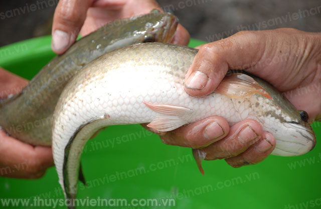 Giá bán cho thương lái 70.000 - 75.000 đồng/kg