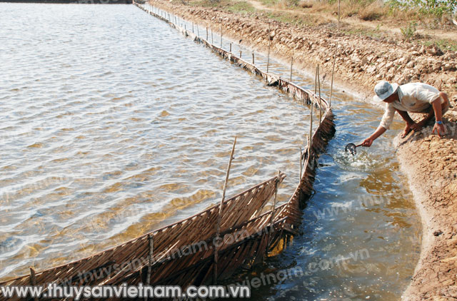 nuôi artemia cho giá trị cao