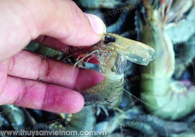 tôm bị đốm trắng