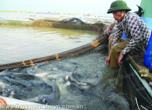 nuôi cá lồng trên sông nuôi cá lồng trên sông