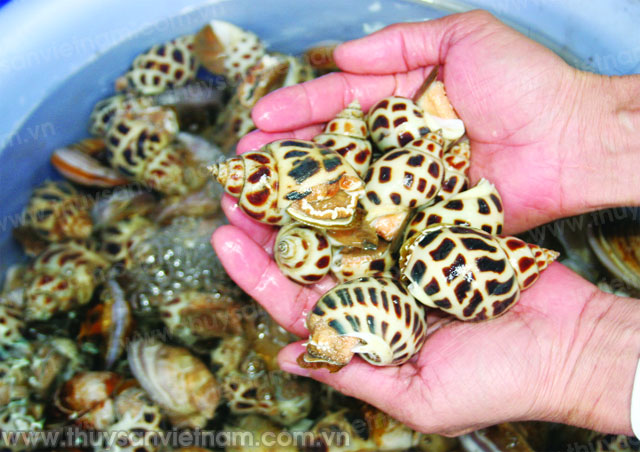 ốc hương thương phẩm