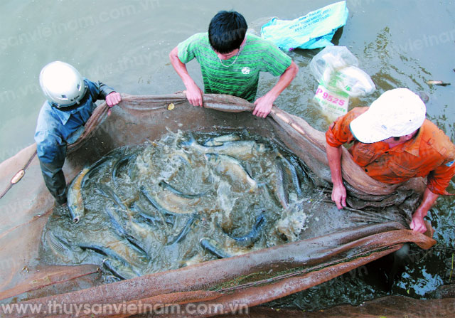 khuyến ngư thái nguyên