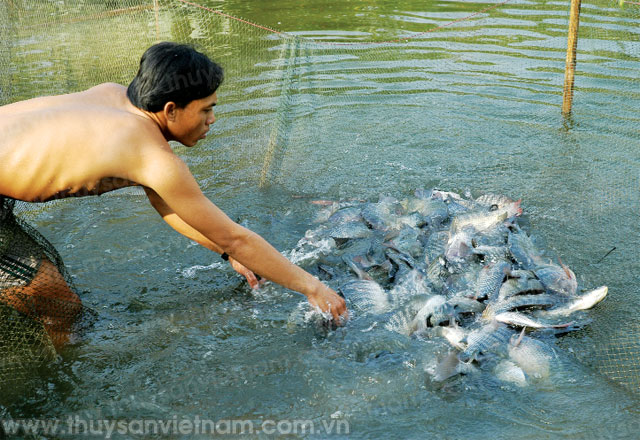 Phát triển mô hình nuôi cá nước ngọt một cách bền vững, hiệu quả Phát triển mô hình nuôi cá nước ngọt một cách bền vững, hiệu quả