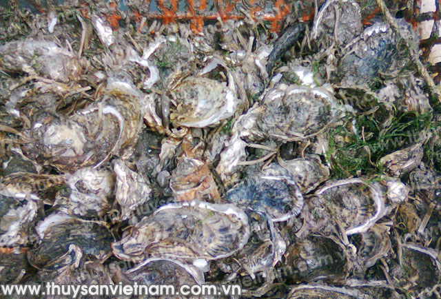 hàu thái bình dương
