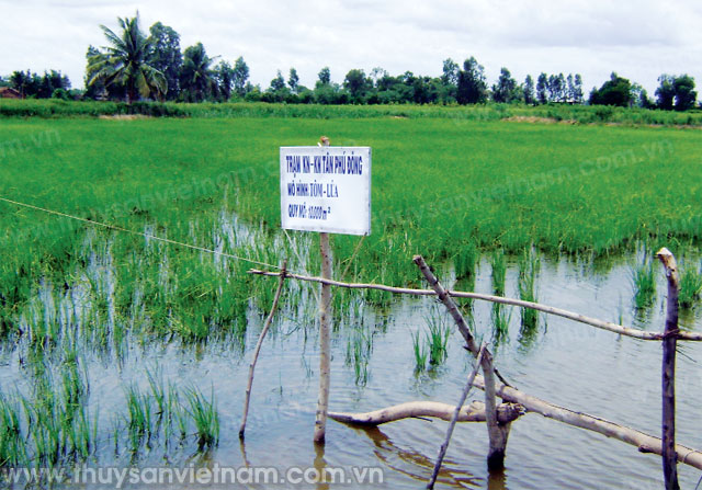 luân canh tôm lúa thích ứng xâm nhập mặn