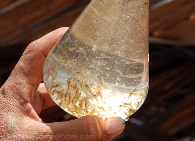 phát triển nuôi artemia
