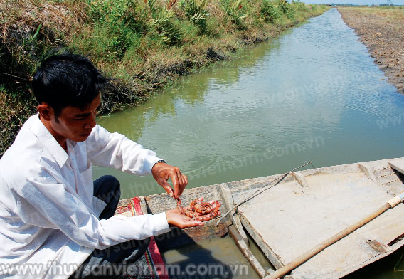 thời tiết vạ tôm nuôi