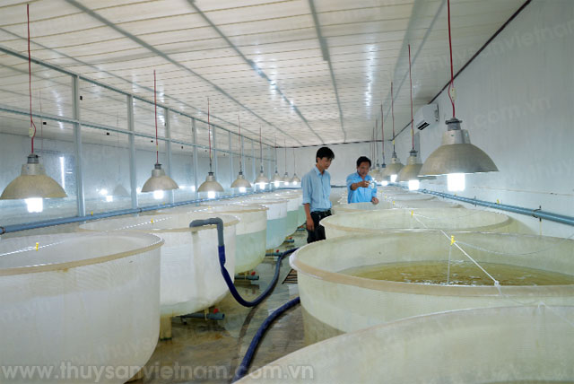 kỹ thuật ương tôm siêu thâm canh 3 giai đoạn