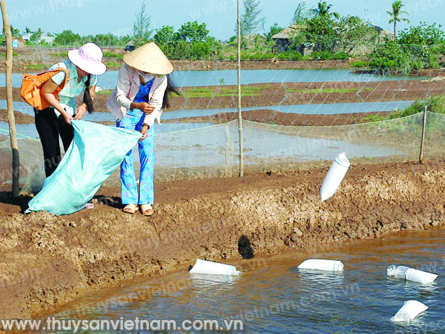 thả tôm giống