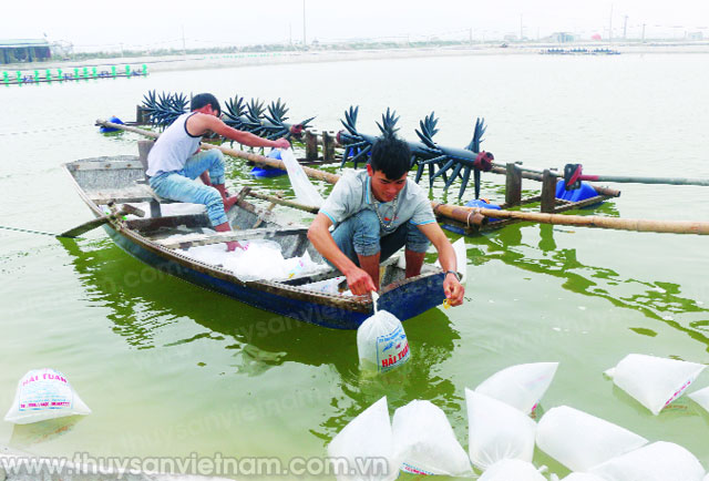 Các hộ nông dân cần thận trọng khi thả tôm giống do thời tiết thất thường