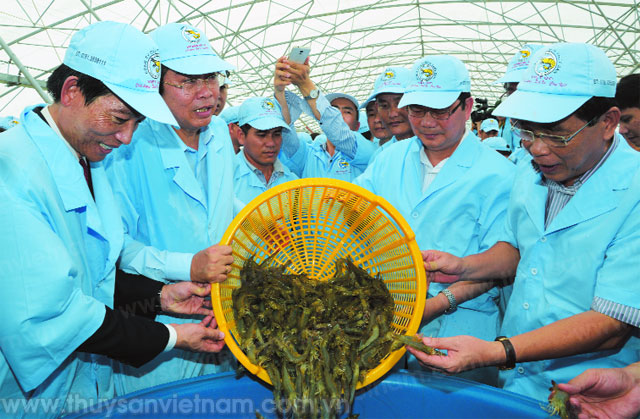 thu hoạch tôm siêu thâm canh trong nhà kính tập đoàn việt úc