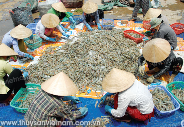 oxfam icafis đồng hành cùng tôm sóc trăng