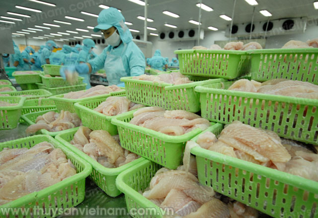 chế biến cá tra xuất khẩu