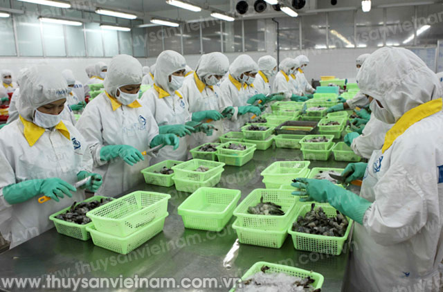chế biến tôm xuất khẩu
