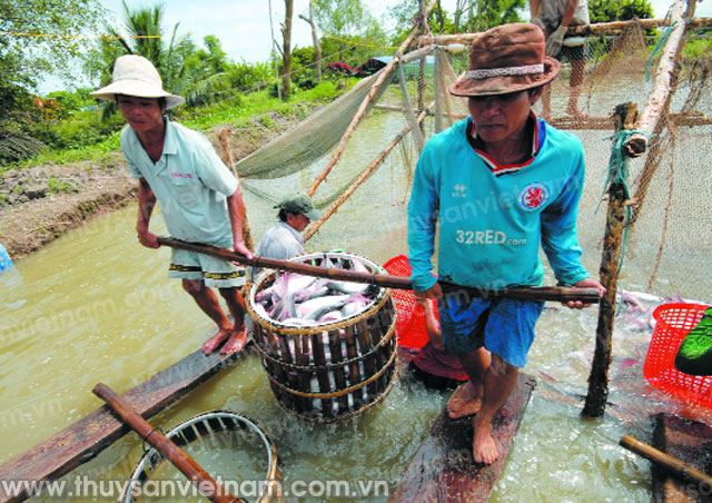 người nuôi cá tra đòi công bằng người nuôi cá tra đòi công bằng