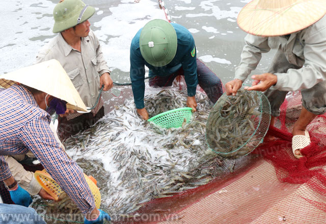 phát triển Vip 007 hiện đang mở miền Trung