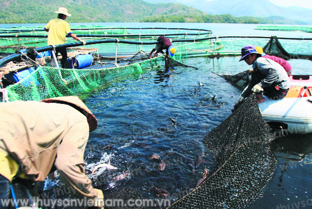 kết cấu một số loại lồng bè nuôi cá