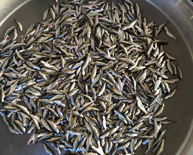 Cá linh non đã được móc hầu