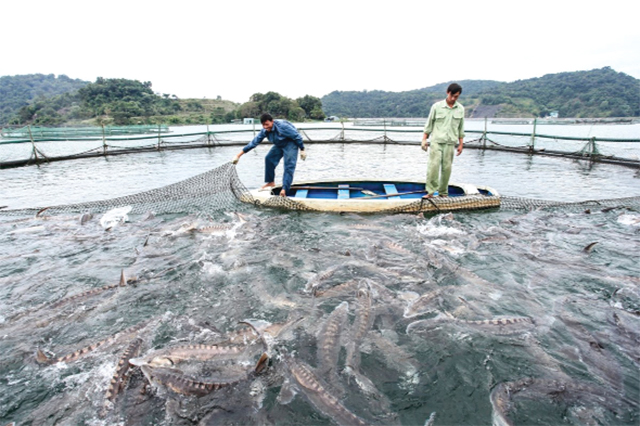 Nuôi cá trên lòng hồ thủy điện