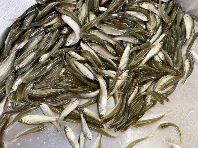 Cá linh non đầu mùa giá cao