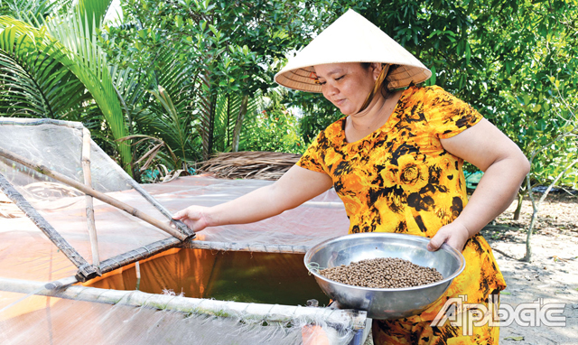 Khởi nghiệp với mô hình nuôi ếch