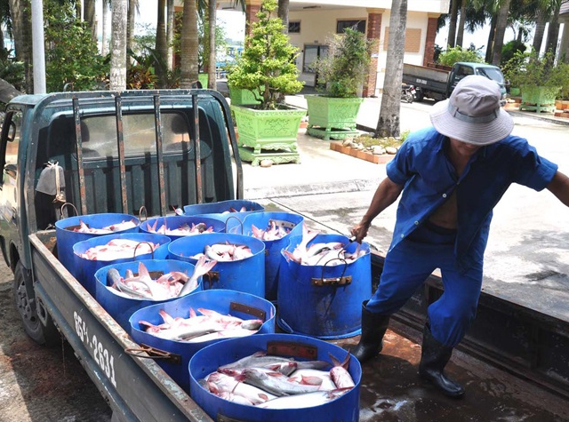 Đổ nợ vì cá tra