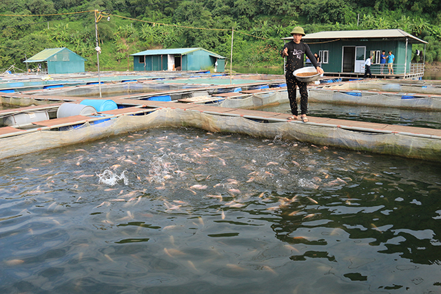 Sản phẩm cá lồng hướng đến OCOP
