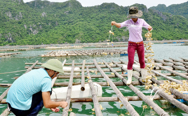 Ứng dụng công nghệ trong nuôi hàu Thái Bình Dương