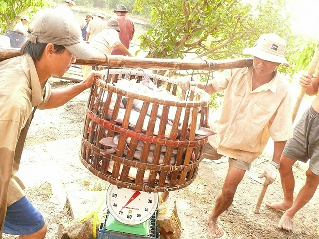 Thị trường cá tra