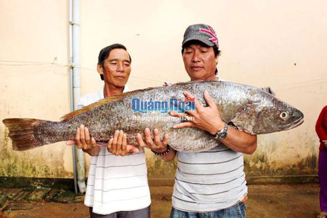 cá sủ vàng